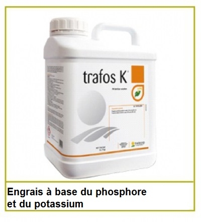 TRAFOS K